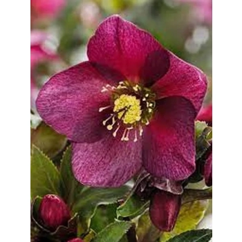 CIEMIERNIK Pretty Ellen Red - sadzonki 10 / 15 cm